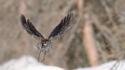 Amazing shot on nutcracker in flight (Nucifraga caryocatactes)