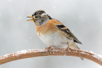 Brambling under snowfall (Fringilla montifringilla)