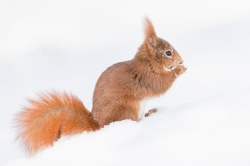 Red squirrel on snow in Alps mountains (Sciurus vulgaris)