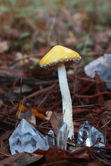 Yellow Mushroom with Quartz Crystal Points