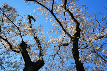 青空を背景に春の桜の花が咲く