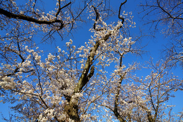 青空を背景に春の桜の花が咲く