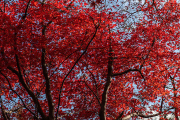 青空の下の紅葉