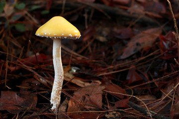 Handsome Mushroom in Leaves