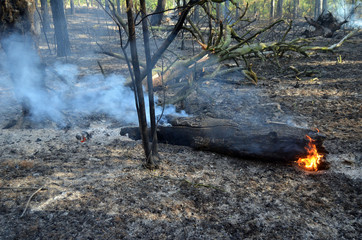 Fire in the forest. Near Kiev, Ukraine.