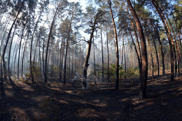 Fire in the forest. Near Kiev, Ukraine.