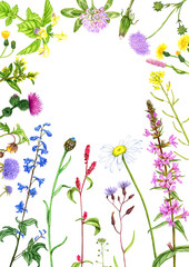 Obraz na płótnie Canvas wild plants and flowers, drawing by color pencils
