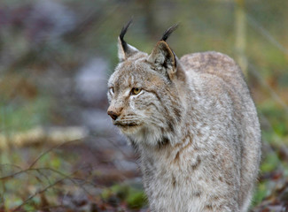 portrait of a lynx in a game park 