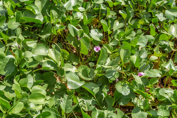 Beautiful texture green and orange plant Ipomoea pes-caprae or prota with pink flowers is in the photo