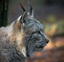 portrait of a lynx in a game park 