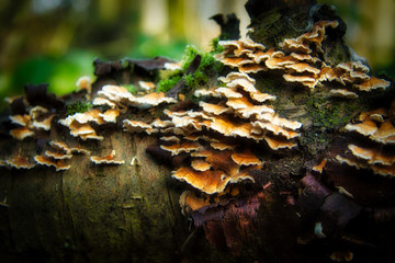 Forest mood