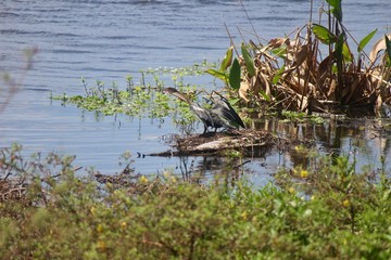 Hunting in the Everglades
