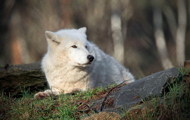 Obraz premium portrait of an arctic wolf in a game park 