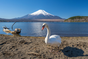 富士山　白鳥　山中湖　日本