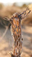 USA, Joshua Tree Nationalpark, vertrockneter Kaktus im Sonnenuntergang