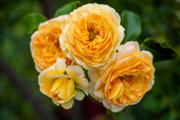 A bunch of orange roses with selective blur and green background taken in South Australia on 21st November 2019