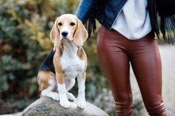 Pretty brunette girl spends time with her favorite cute dog. Girl spends time outdoors with dog,...