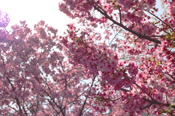 香川 桜
