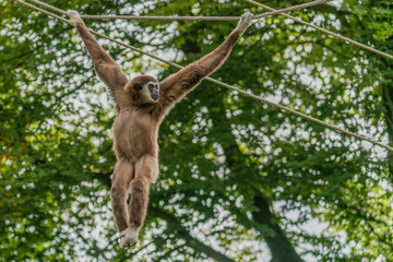 White handed gibbon hanging on ropes between the trees