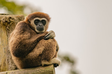 White handed gibbon sitting on a wooden beam looking into the camera