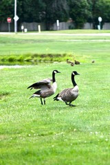 Birds