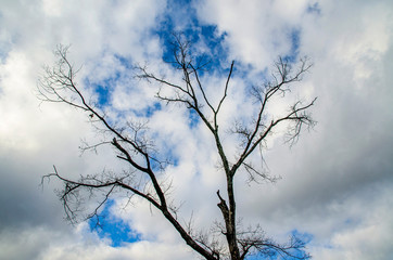 枯れ木と空