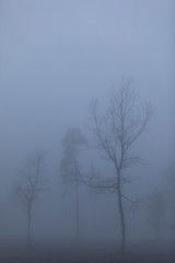Obraz premium Árboles en la niebla