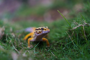 Common leopard geckos are related to many different geckos, such as the African fat-tailed gecko...