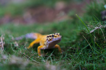 native habitat of the common leopard gecko is the rocky, dry grassland and desert regions of south-Asian Afghanistan, Pakistan, north-west India, and some parts of Iran