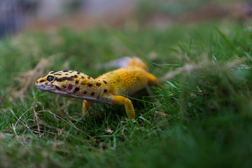The common leopard gecko (Eublepharis macularius) is a crepuscular, ground-dwelling lizard naturally found in the highlands of Asia and throughout Afghanistan, iran, pakistan and northern India.