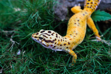 Unlike many other geckos, but like other Eublepharids,  their common leopard gecko toes do not have...