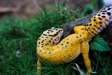 the skin of a common leopard gecko is very durable, which provides protection from the rocky grassland terrain of their dry environment