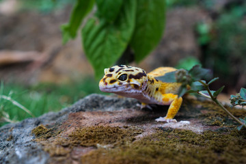 The common leopard gecko (Eublepharis macularius) is a crepuscular, ground-dwelling lizard naturally found in the highlands of Asia and throughout Afghanistan, to parts of northern India