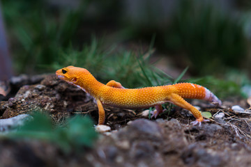 Leopard geckos are cathemeral reptiles in the wild they are mostly limited to burrows and shaded areas during the day, becoming more active at dawn and dusk when the temperature is favorable nocturnal