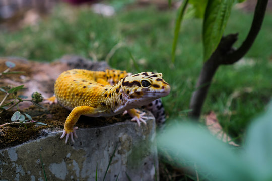 Common leopard geckos are related to many different geckos, such as the African fat-tailed gecko and the banded geckos.