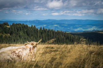 Cow with the view over a Mountain