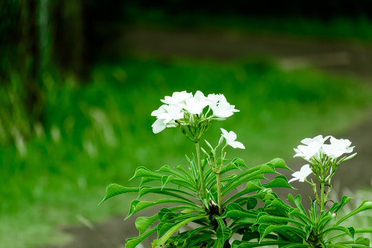 Milk white Tagar flower plant. Tabernaemontana divaricata. Rare Small Crepe Jasmine Pinwheel flower. Evergreen shrub houseplant of East Indian Rosemary Nero crown family. Floral Background theme India