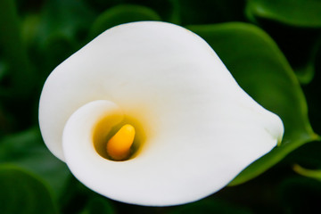 Zantedeschia aethiopica, conocida comúnmente como Cala, una bonita flor blanca y amarilla.