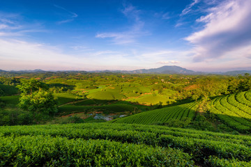 Fototapeta premium Overview of Long Coc green tea hill, Phu Tho, Vietnam.