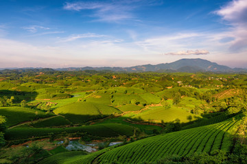 Obraz premium Overview of Long Coc green tea hill, Phu Tho, Vietnam.