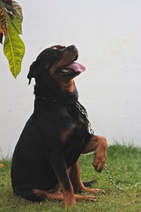 beautiful close up of rottweiler with his tongue out of the paw to his master with a beautiful green background