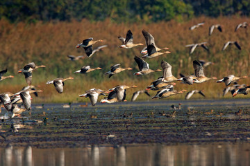 The greylag goose taking off from wetland