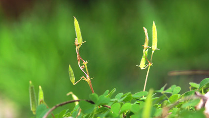 BUDDING OXALIS PLANT