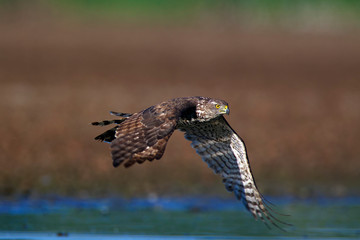 Northern goshawk taking off from the mud, Crna Mlaka fishpond