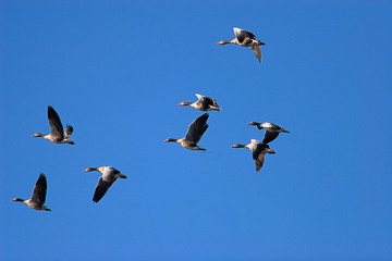 The greylag goose flying against the blue sky