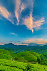 Overview of Long Coc green tea hill, Phu Tho, Vietnam.