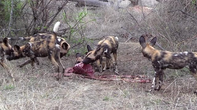 Excited African Wild Dogs feed on an impala carcass.