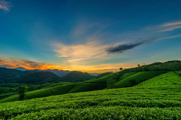 Fototapeta na wymiar Overview of Long Coc green tea hill, Phu Tho, Vietnam.