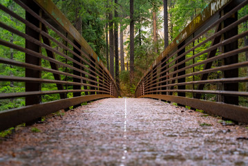 Wood bridge on Forest, Oregon State, Rainforest, old style bridge, nature