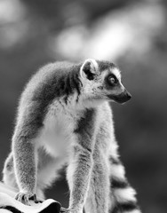 ワオキツネザル　キツネザル　サル　猿　さる　野生猿